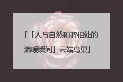 「人与自然和谐相处的温暖瞬间」云端鸟巢
