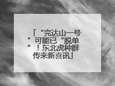 “完达山一号”可能已“脱单”！东北虎种群传来新喜讯