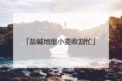 盐碱地里小麦收割忙