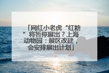 网红小老虎“红糖”将暂停展出？上海动物园：展区改建，会安排展出计划