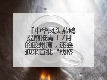中华凤头燕鸥提前抵青！7月的胶州湾，还会迎来首批“栈桥同款”红嘴鸥