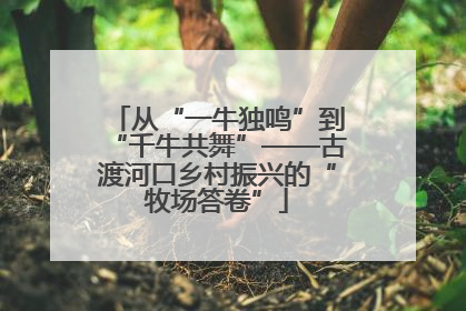 从“一牛独鸣”到“千牛共舞”——古渡河口乡村振兴的“牧场答卷”