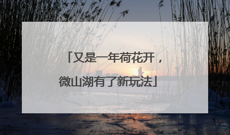 又是一年荷花开，微山湖有了新玩法