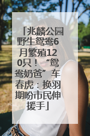 兆麟公园野生鸳鸯6月繁殖120只！“鸳鸯奶爸”车春虎：换羽期盼市民伸援手