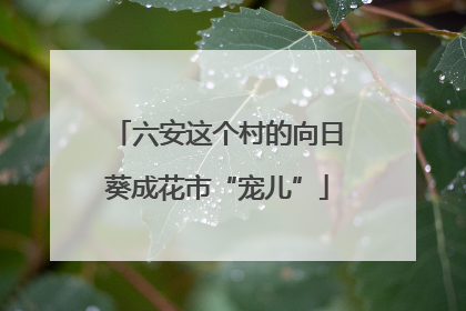 六安这个村的向日葵成花市“宠儿”