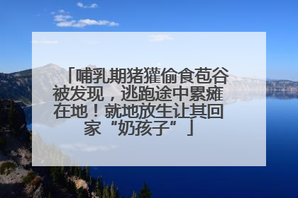 哺乳期猪獾偷食苞谷被发现，逃跑途中累瘫在地！就地放生让其回家“奶孩子”