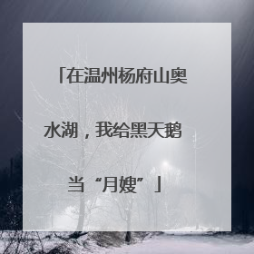 在温州杨府山奥水湖，我给黑天鹅当“月嫂”
