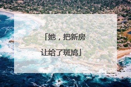 她，把新房让给了斑鸠
