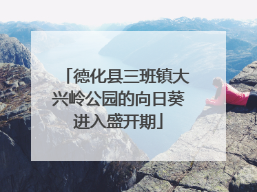 德化县三班镇大兴岭公园的向日葵进入盛开期
