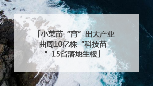 小菜苗“育”出大产业 曲周10亿株“科技苗”15省落地生根