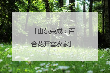 山东荣成：百合花开富农家