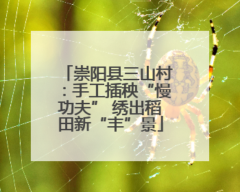 崇阳县三山村：手工插秧“慢功夫” 绣出稻田新“丰”景