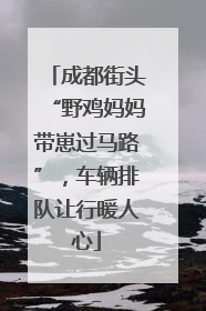 成都街头“野鸡妈妈带崽过马路”，车辆排队让行暖人心