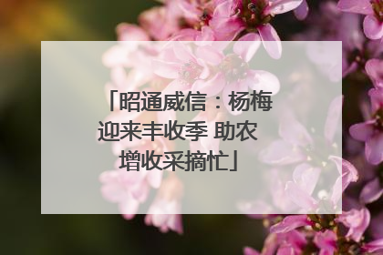 昭通威信：杨梅迎来丰收季 助农增收采摘忙