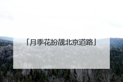 月季花扮靓北京道路