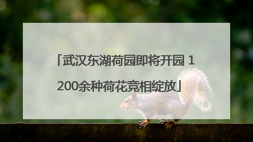 武汉东湖荷园即将开园 1200余种荷花竞相绽放
