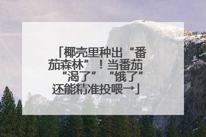 椰壳里种出“番茄森林”！当番茄“渴了”“饿了”还能精准投喂→