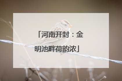 河南开封：金明池畔荷韵浓
