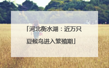 河北衡水湖：近万只夏候鸟进入繁殖期