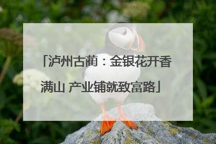 泸州古蔺：金银花开香满山 产业铺就致富路