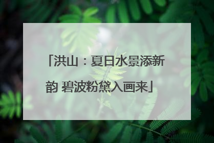 洪山：夏日水景添新韵 碧波粉黛入画来