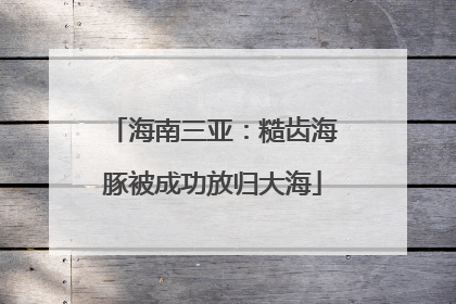 海南三亚：糙齿海豚被成功放归大海