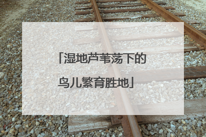 湿地芦苇荡下的鸟儿繁育胜地