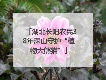 湖北长阳农民38年深山守护“植物大熊猫”