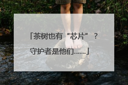 茶树也有“芯片”？守护者是他们……