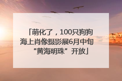 萌化了，100只狗狗海上肖像摄影展6月中旬“黄海明珠”开放