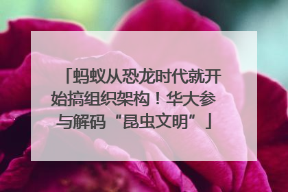 蚂蚁从恐龙时代就开始搞组织架构！华大参与解码“昆虫文明”