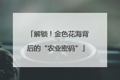 解锁！金色花海背后的“农业密码”