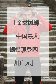 金裳凤蝶！中国最大蝴蝶现身四川广元