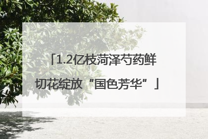 1.2亿枝菏泽芍药鲜切花绽放“国色芳华”